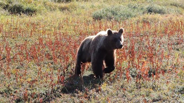 Камчатский бурый медведь смотреть онлайн