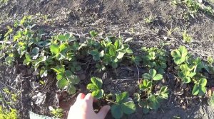 Прикормка и обработка клубники (земляники) весной. Первые весенние работы с клубникой.