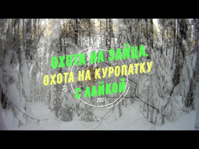 Охота на зайца. Охота на куропатку. С лайкой. смотреть онлайн