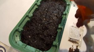 КОХИЯ. ЛЕТНИЙ КИПАРИС. ПОСЕВ НА РАССАДУ.БЫСТРО РАСТУЩЕЕ ДЕКОРАТИВНО ЛИСТВЕННОЕ РАСТЕНИЕ.