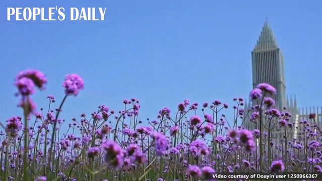 Urban edges were softened in the blooming verbena flowers under the sunshine in Foshan смотреть онлайн