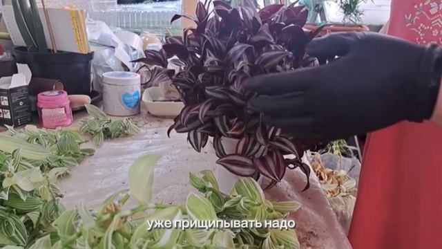 Обрезали традесканции, рассадили аспарагус фальтакус, пересадили хлорофитумы. смотреть онлайн