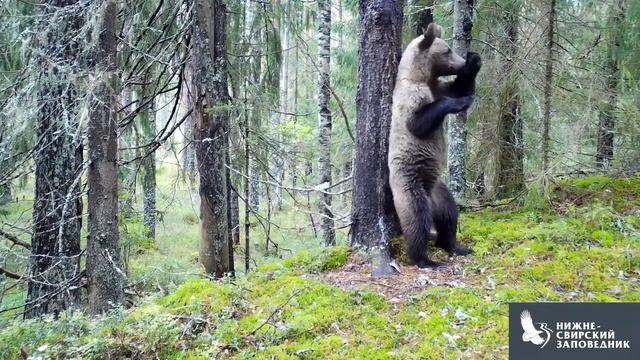 Медведь танцует Ламбаду смотреть онлайн