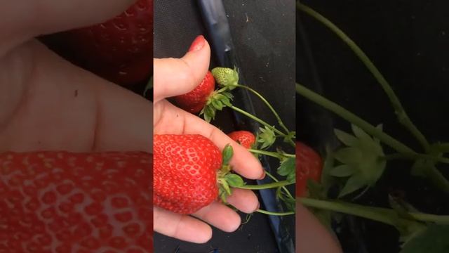 Марисоль- ранний сорт садовой земляники (клубники) смотреть онлайн