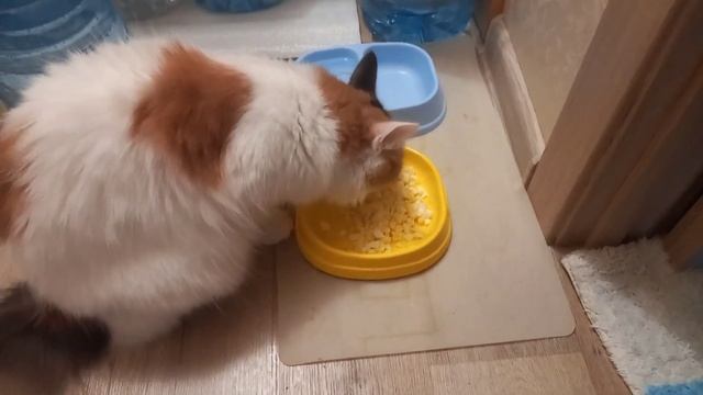 ЧЕМ Я КОРМЛЮ СВОЮ КОШКУ??/натуральная еда для кота/my cat