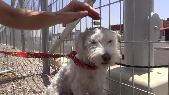 Брошенный пес у железнодорожных путей смотреть онлайн