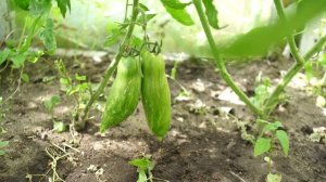 Томат Безумие Касади. Достойный сорт томата!