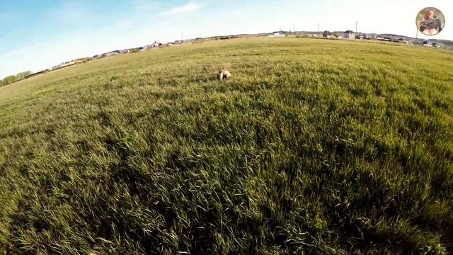 Подсадной перепел и дикий коростель. Тренировка Русских Охотничьих Спаниелей. смотреть онлайн