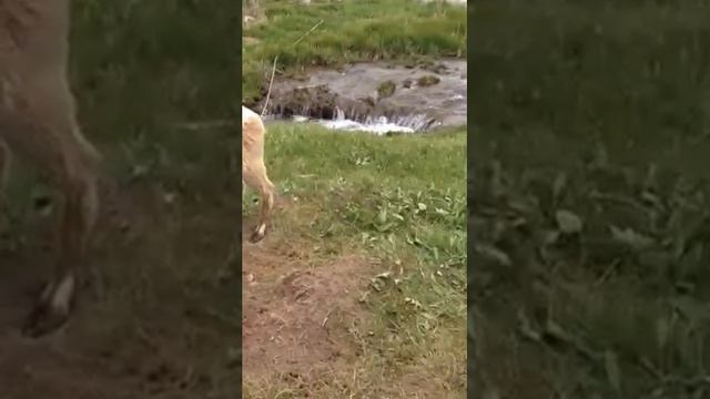 горный козел Кыргызстана смотреть онлайн