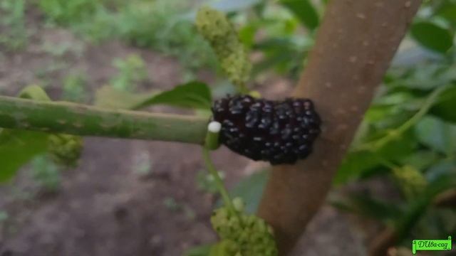 Тутовник или Шелковица сорт "Чёрный Гигант", первое плодоношение, Астрахань 2023г. смотреть онлайн