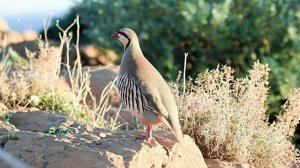 Интересные факты о кекликах или горной куропатке 🐔🐓👀💘Разведение горной куропатки