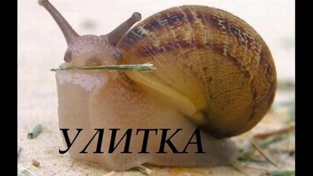 Учим слова Животные смотреть онлайн