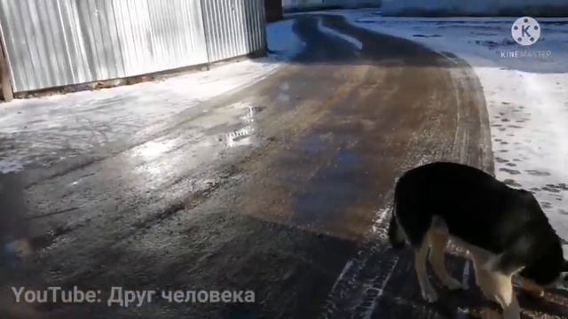 |Бездомная собака замерзала под магазином😧😢. Люди - животные, это не мусор!!!| смотреть онлайн