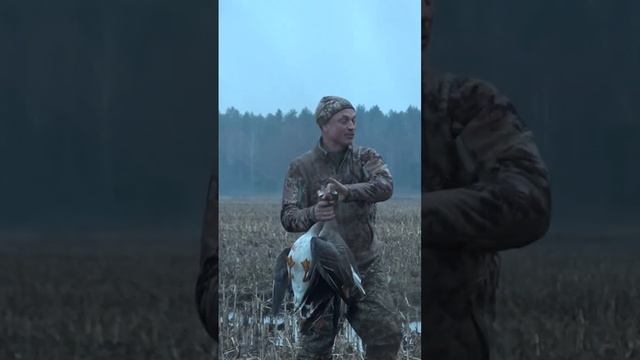 Нашли все, в бобровой норе .... #shorts смотреть онлайн