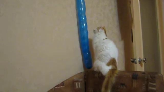 Кот и надувная колбаса смотреть онлайн