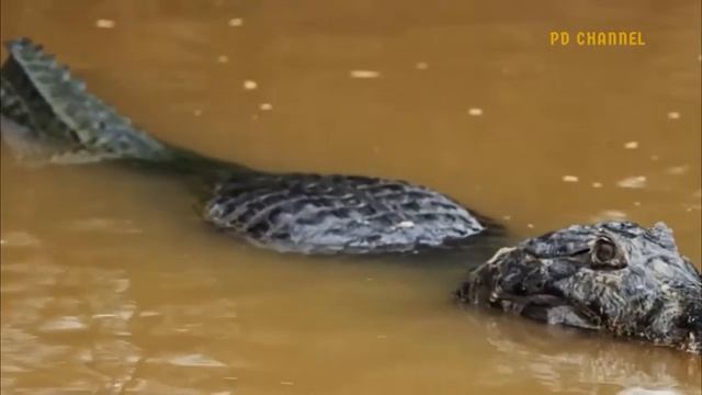 Pitiful Scene! Leopards Hunt Warthogs While Their Cubs Become Prey For Others - Jaguar Vs Crocodile смотреть онлайн