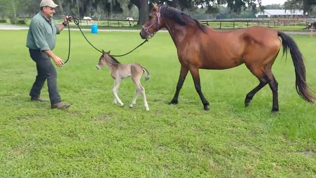 Day old paso fino filly смотреть онлайн