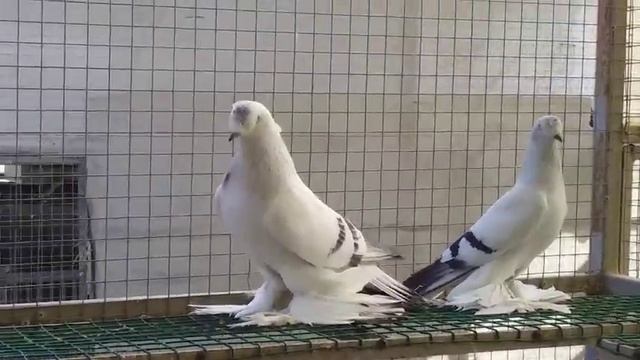 голуби смотреть онлайн