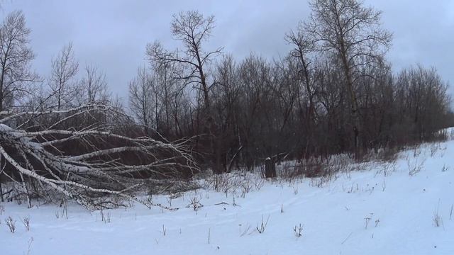 Охота на ЗАЙЦА с гончими 28.12.23.Послеобеденный ЗАЯЦ на лежку не идет!.. Hare hunting with dogs. смотреть онлайн