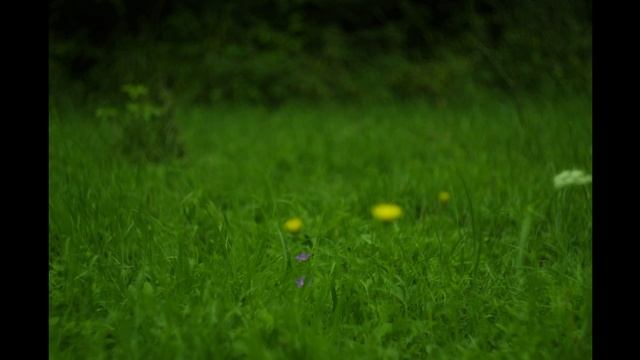PENTAX K-5 II Flower-Lapse Test смотреть онлайн