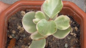 Денежное дерево Толстянка. Коллекция толстянок 2020