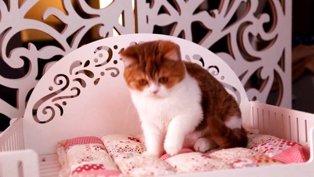 цинночка с белым несет голубые глаза смотреть онлайн