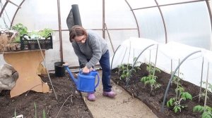 #ВЛОГ Поступила в институт...огородных девиц. Рассада цветов. Что привезли из города. Мои петунии