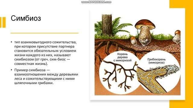 9 класс. Биогеоценотический уровень организации жизни. Биоценоз как природное сообщество организмов смотреть онлайн