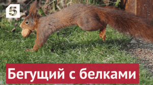 Англичанин устроил пробежку с белками