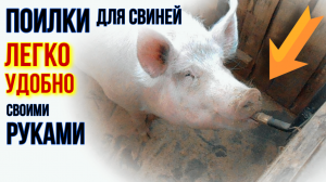 ПОИЛКИ ДЛЯ СВИНЕЙ | БЕЗ КОРЫТ И КАСТРЮЛЬ | СДЕЛАЛ РАЗ И ЗАБЫЛ