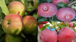 Яблоня обыкновенная Макинтош-Болотовское-Лобо ? обзор: как сажать, саженцы яблони
