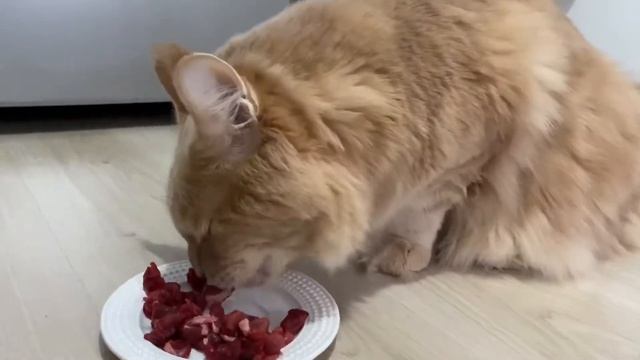 Чем кормить мейн кунов?! смотреть онлайн