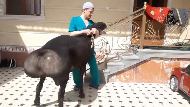 САМЫЙ БОЛЬШОЙ БАРАН МИРЕ смотреть онлайн