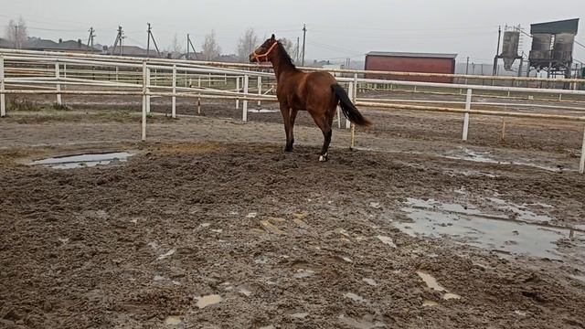 VID_20221126_091643.mp4 смотреть онлайн
