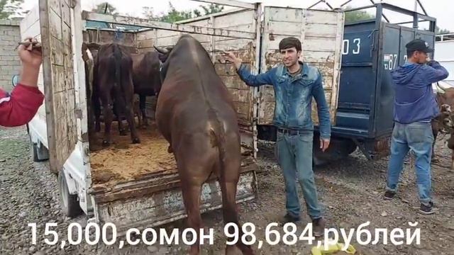 МОЛБОЗОРИ ХАМАДОНИ НАРХИ ГУНАЧИНИ КСИР БУКА ГУСАЛА мая 2021 г. смотреть онлайн