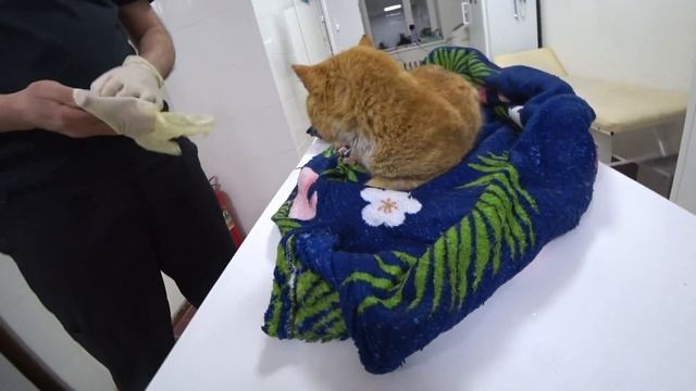 УМИРАЮЩИЙ КОТ НА БРЮХЕ ПРИПОЛЗ ЗА ПОМОЩЬЮ!! ПРАКТИЧЕСКИ ОТОРВАНА ЛАПА И ДВЕ ПУЛИ В ТЕЛЕ!!