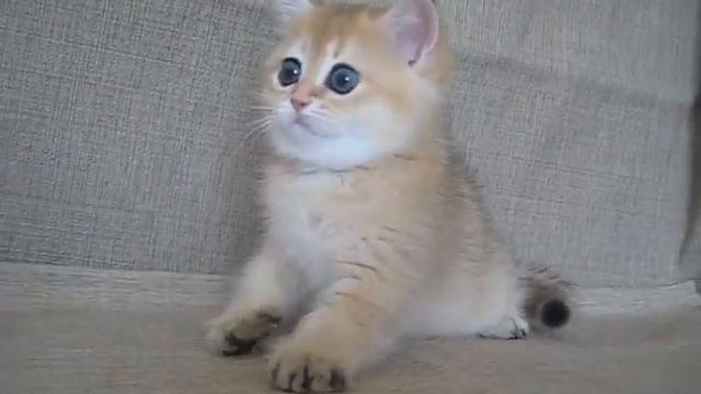 MVI 4147 -  Paradise Corner XANTHI - SFS71ny25 кошечка