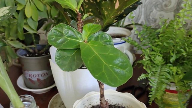 Диффенбақия гүлін тамырлату. Диффенбақияның тамырлауы. Үй гүлдері. Бөлме гүлдерін өсіру. смотреть онлайн