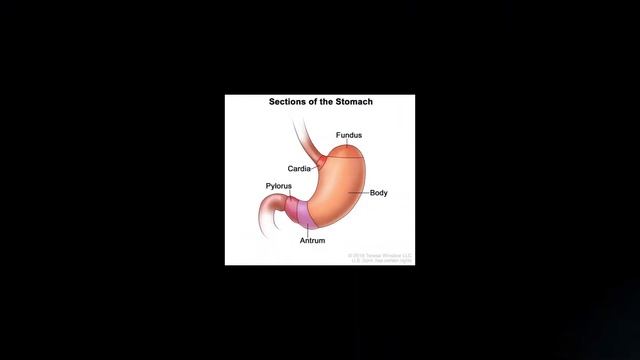 Human Digestive System - Explained with 3D Animations смотреть онлайн