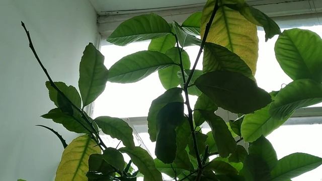 После первого цветения появились маленькие лимонки. смотреть онлайн