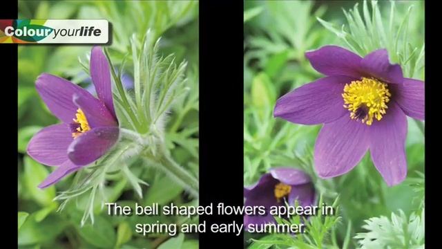 Perfect Pulsatilla смотреть онлайн