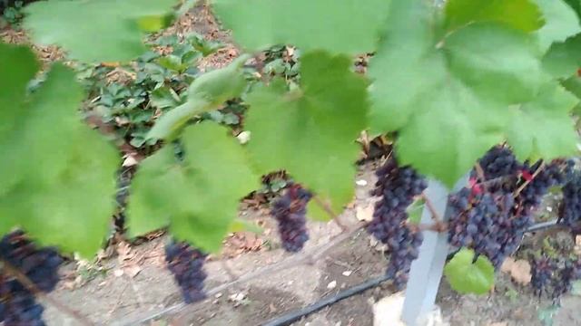 Виноград. Обзор технических сортов винограда 2я.часть.на 20.08.22г.+7(918)47 00 828. смотреть онлайн