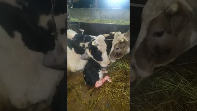 Двойная радость смотреть онлайн