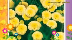 Хризантема девичья Голден бол. Краткий обзор, описание характеристик, где купить семена