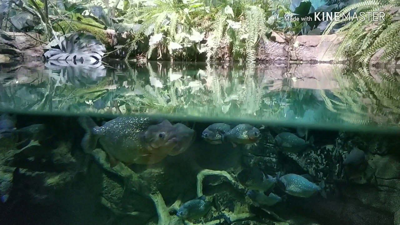 Пираньи to be continued смотреть онлайн