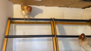 Насесты для кур своими руками