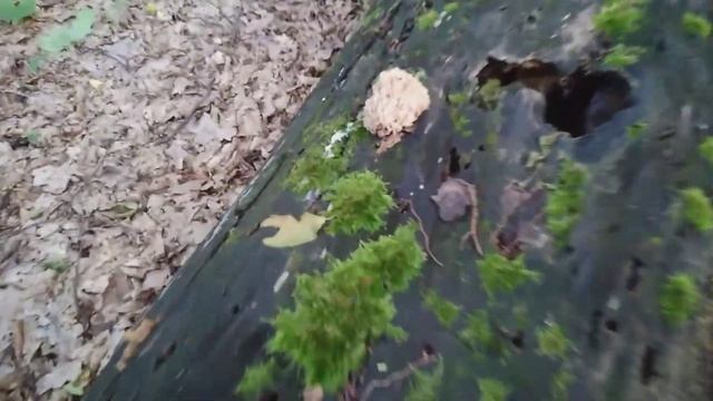 Лесное лето. Клавикорона - гриб. Киевская обл. 2019 год. смотреть онлайн