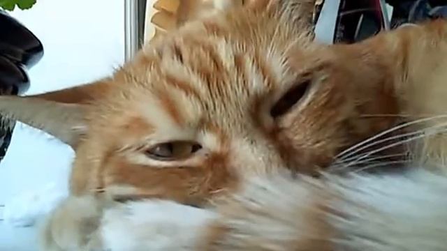 Мой рыжий кот по кличке Фенчик