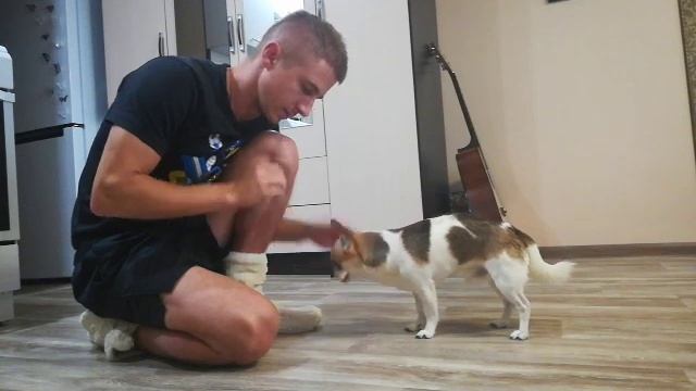 Как научить собаку держать в зубах предметы (подробное описание) смотреть онлайн