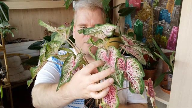 August 2021 Update: Calathea an Calathea смотреть онлайн